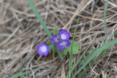 Phacelia patuliflora