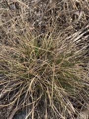 Muhlenbergia cuspidata