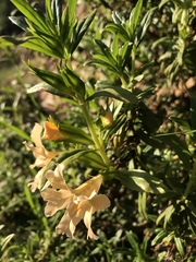 Diplacus grandiflorus