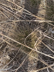 Muhlenbergia cuspidata