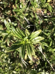 Diplacus grandiflorus