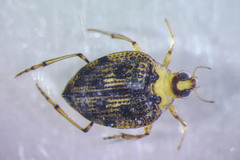 Peltodytes edentulus