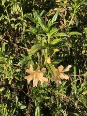 Diplacus grandiflorus