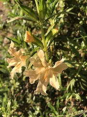 Diplacus grandiflorus