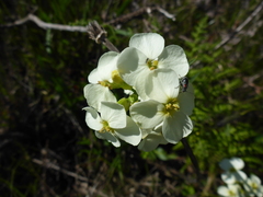 Erysimum concinnum