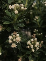 Baccharis tricuneata