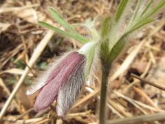 Pulsatilla cernua