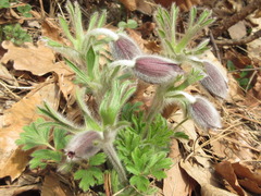 Pulsatilla cernua