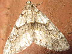 Esakiopteryx volitans