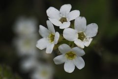 Myosotis lytteltonensis