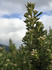 Baccharis tricuneata