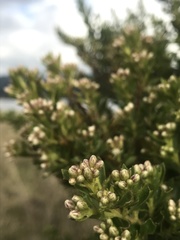 Baccharis tricuneata