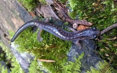 Pseudoeurycea gadovii