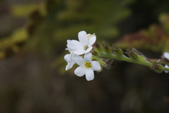 Myosotis lytteltonensis
