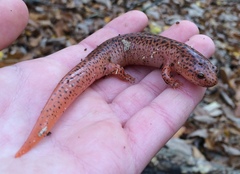 Pseudotriton ruber ruber