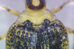 Peltodytes edentulus