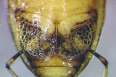 Peltodytes edentulus