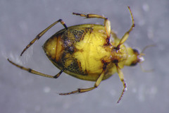Peltodytes edentulus