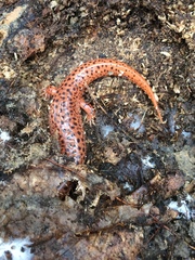 Pseudotriton ruber ruber