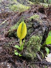 Lysichiton