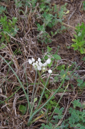 Image of Allium elmendorfii by (c) Eric Knight, some rights reserved (CC BY)