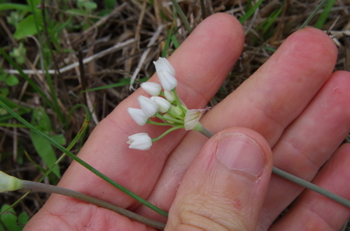 Image of Allium elmendorfii by (c) Eric Knight, some rights reserved (CC BY)