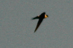 Panyptila cayennensis