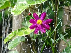 Cosmos caudatus
