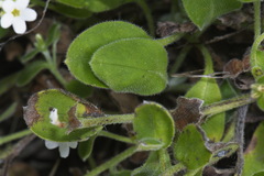 Myosotis lytteltonensis