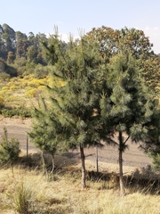 Pinus ayacahuite