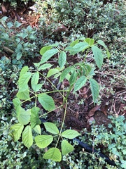 Handroanthus chrysanthus
