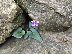 Viola inconspicua nagasakiensis