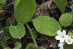 Myosotis lytteltonensis