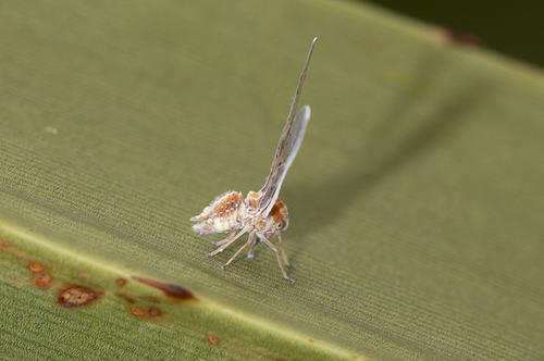 Lydda elongata observed 2021-02-07