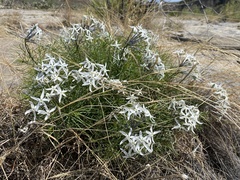 Amsonia longiflora