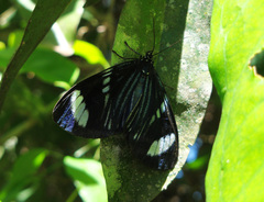 Hypocrita fenestraria