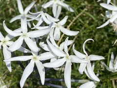 Amsonia longiflora