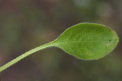 Myosotis lytteltonensis