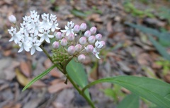 Asclepias perennis image