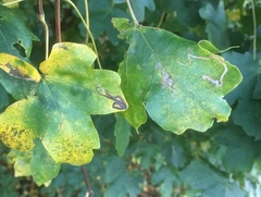 Stigmella aceris