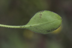 Myosotis lytteltonensis