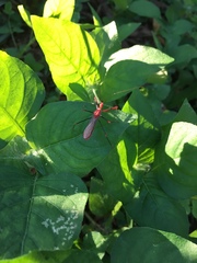 Ricolla quadrispinosa