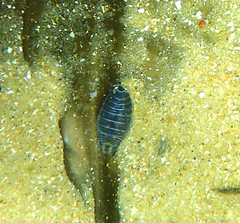 Cymothoida