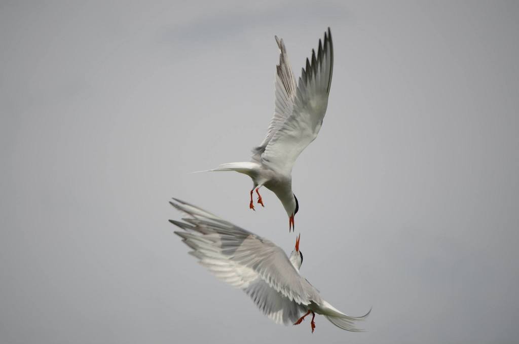 Common Tern from St George, ME, USA on June 18, 2013 by Nathaniel Sharp ...