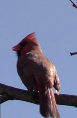 Cardinalis