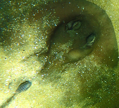 Cymothoida