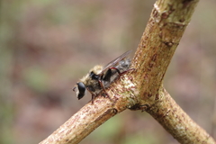 Criorhina