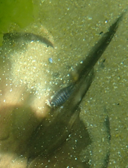 Cymothoida