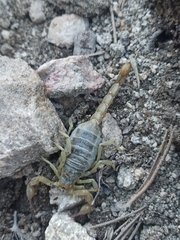 Paruroctonus silvestrii