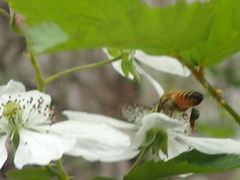 Apis mellifera image